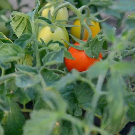 Traditional Relax * Zefiría