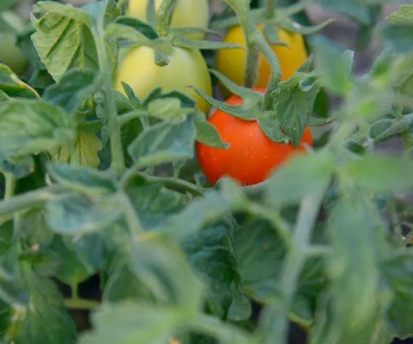 Traditional Relax * Zefiría